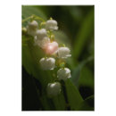 Search for lily of the valley gifts Blossom