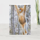 Search for snub Golden snub nosed monkey