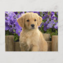 Recherche de chiot labrador cartes postales Animal