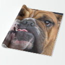Search for english bulldog wrapping paper Animals