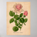 Search for hybrid tea rose posters Bloom