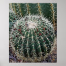 Search for barrel cactus posters Arizona