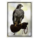Search for goshawk Falconry