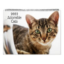 Search for cute kitten calendars Humour