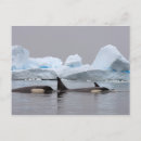 Search for killer horizontal postcards Marine mammal
