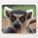 Recherche de lémur tapis souris Mignon