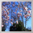 Recherche de magnolia posters Floraison
