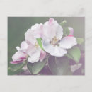 Search for beautiful blossom postcards Nature