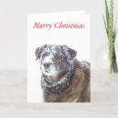 Search for chocolate lab cards Snow