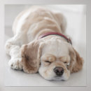 Search for sleeping dog posters Pets