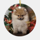 Search for dog costumes ornaments Canine