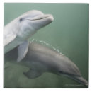 Recherche de dauphins carreaux Natation