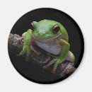 Recherche de crapaud magnets Animaux