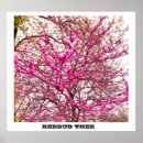 Search for redbud tree Floral