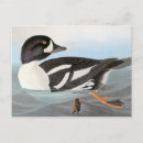 Search for barrows Bird