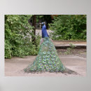 Recherche de oiseau jardin posters Jardins