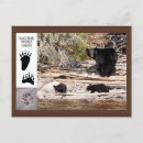 Recherche de ours noir cartes postales Nature