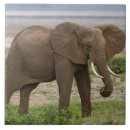 Recherche de tanzanie carreaux Herbivore