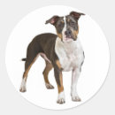 Search for amstaff gift wrap Puppy