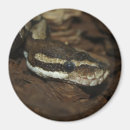 Search for python magnets Reptile