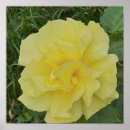 Search for yellow flower posters Botanical