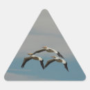 Search for pelicans stickers Nature