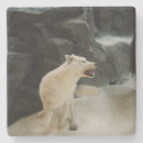 Search for wolf coasters Wildlife