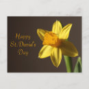 Search for st davids day postcards Daffodils