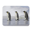 Recherche de de pingouin magnets Animaux