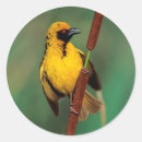 Search for gallo images stickers Kwazulu natal