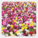 Search for tulip stickers Colour