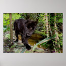 Search for animals in captivity posters Big cat