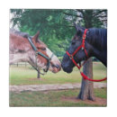 Recherche de chevaliers carreaux Chevaux