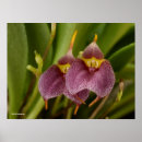 Recherche de hybride posters Floral