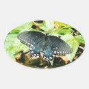 Search for swallowtail butterfly stickers Insect