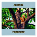 Search for animal posters Squirrel