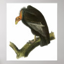 Search for condor bird posters Birds