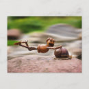 Search for acorn postcards Funny