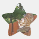 Search for savannah stickers Cat