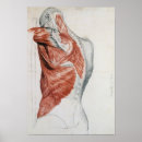 Search for torso posters Muscular