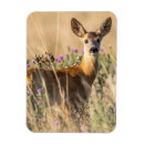 Search for roe magnets Nature
