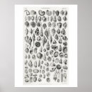 Recherche de fossile posters Animal