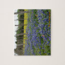 Search for texas photography Bluebonnets