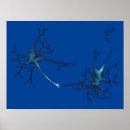 Search for neurotransmitter posters Synapse
