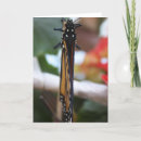 Search for posing cards Insect