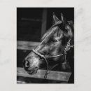 Recherche de profil de cheval cartes postales Noir