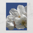 Recherche de fleur blanche cartes postales Toute personne