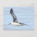 Recherche de albatros cartes postales Animal