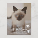 Recherche de dame de chat vœux cartes Chaton
