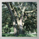 Search for weeping willow tree posters Summer